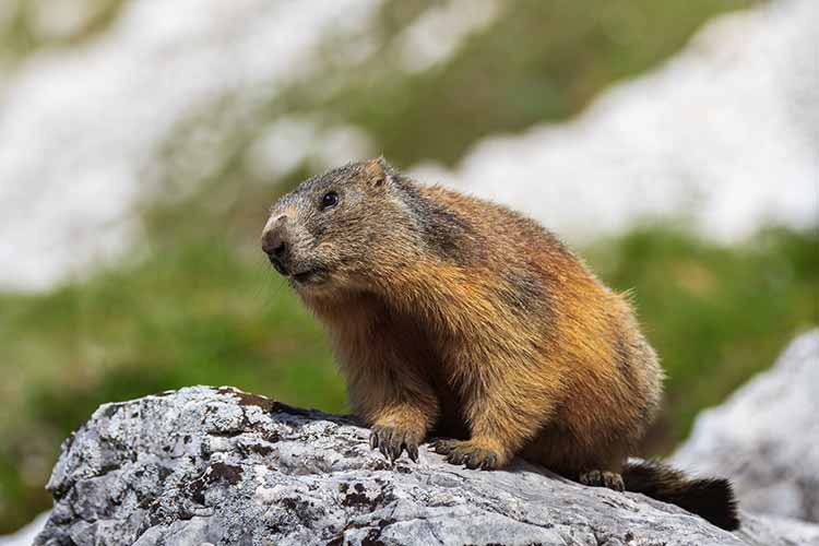 Les Marmottes visibles depuis le balcon